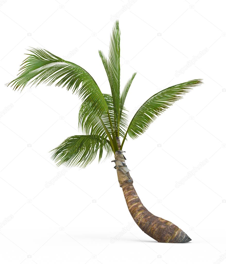 Cocos nucifera isolated on white background. 3D Rendering, Illustration.