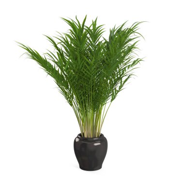 Dekoratif Areca palmiye ağacı