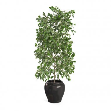 Dekoratif Ficus Benjamina ağaç