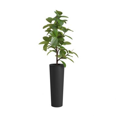 Dekoratif Ficus Elastica ağaç