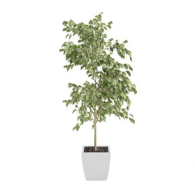 Dekoratif Ficus Benjamina ağaç