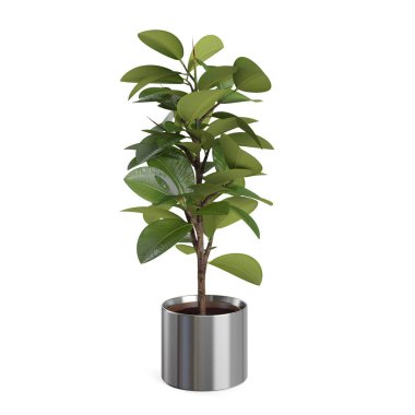 Dekoratif Ficus Elastica ağaç