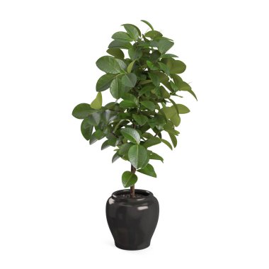Dekoratif Ficus Elastica ağaç
