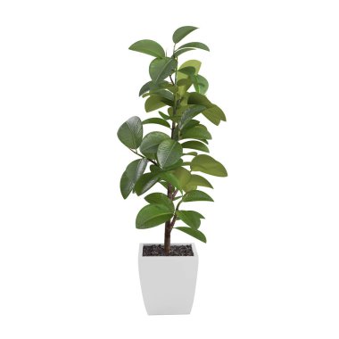 Dekoratif Ficus Elastica ağaç