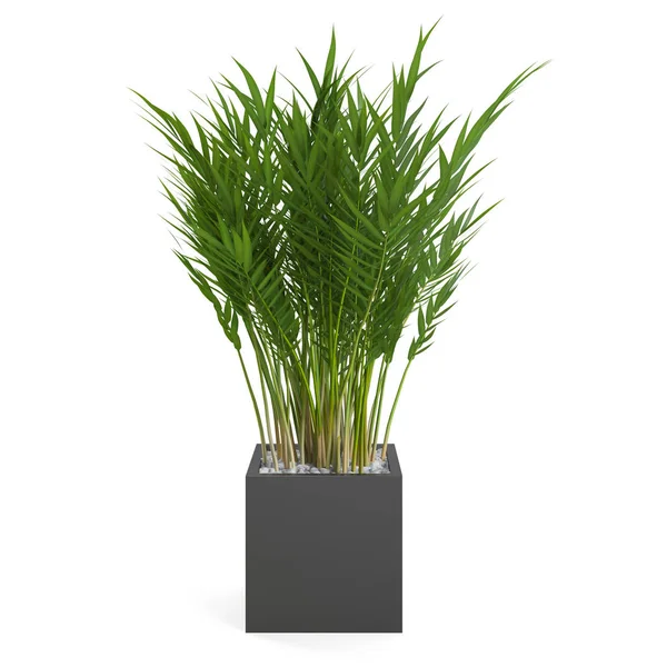 Dekorativa Areca Palm tree — Stockfoto