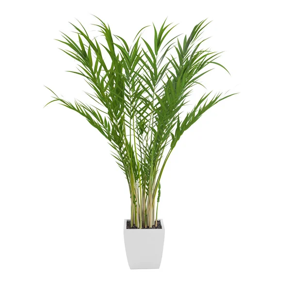 Palma decorativa Areca — Foto Stock