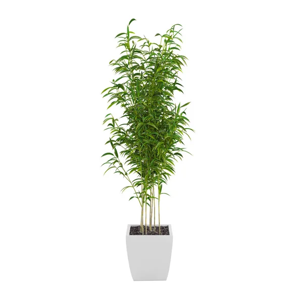 Dekorativer Bambus-Murielbaum — Stockfoto