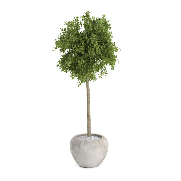 Albero di alloro decorativo — Foto Stock