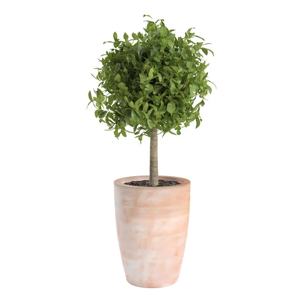 Árbol decorativo Bay Laurel — Foto de Stock