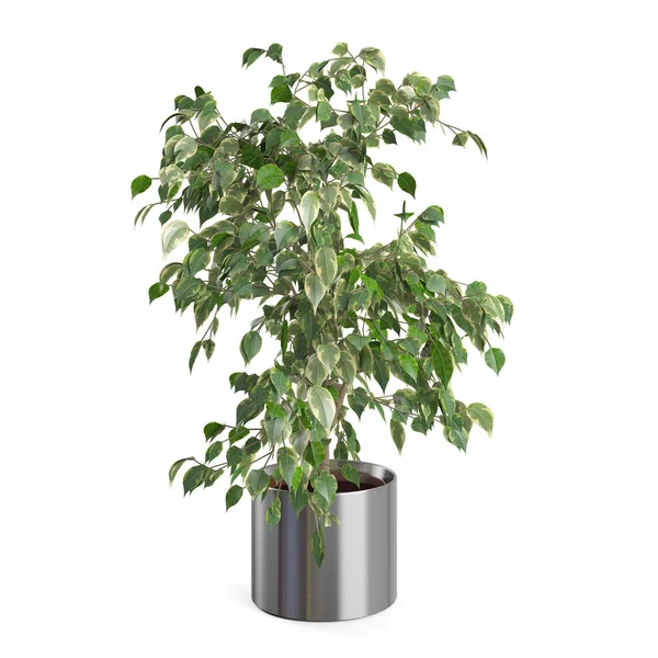 Dekoratif Ficus Benjamina ağaç