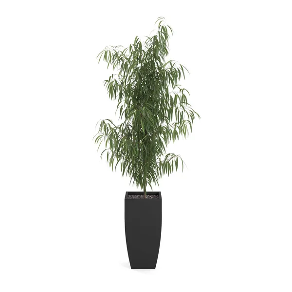 Decorative Oleander tree — Stock Photo, Image