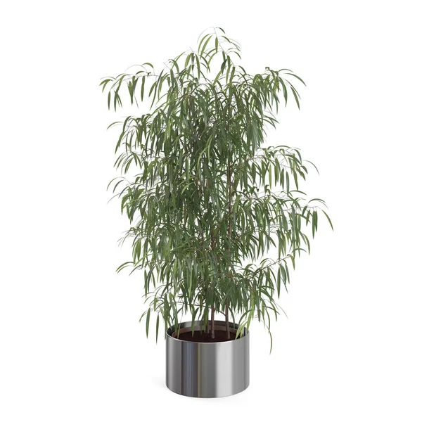 Árbol de olivo decorativo —  Fotos de Stock