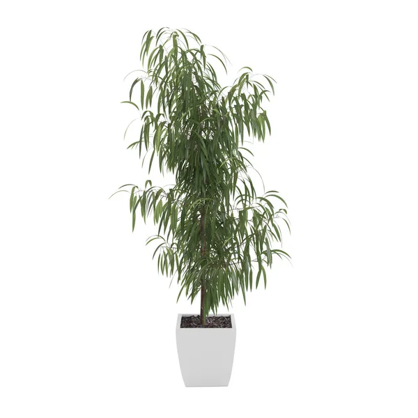 Árbol de olivo decorativo —  Fotos de Stock