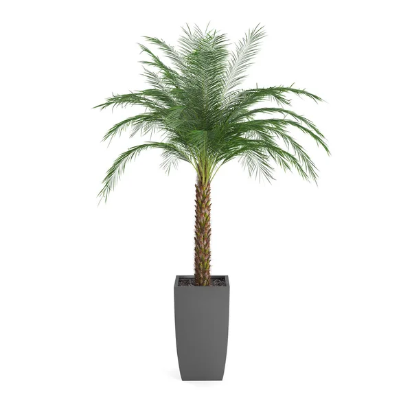 Ozdobny palmy Phoenix — Zdjęcie stockowe