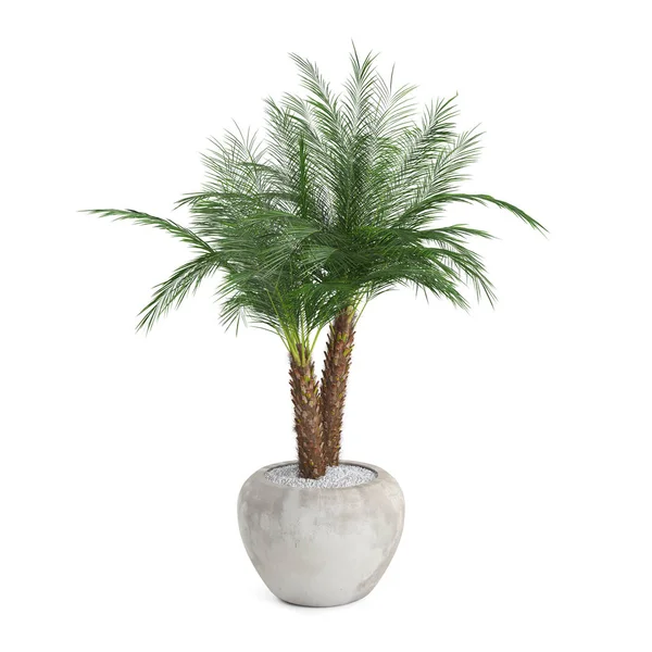 Декоративная пальма Феникса — стоковое фото