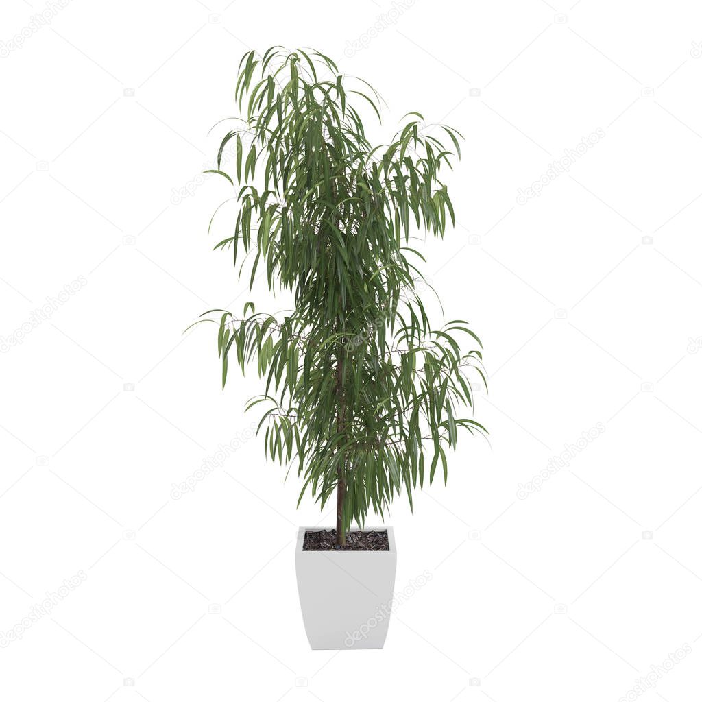 Decorative Oleander tree