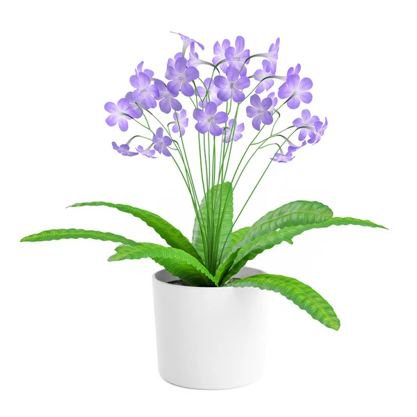 Flores Decorativas Estreptocarpus Púrpura Plantadas Maceta Cerámica Blanca Aisladas Sobre — Foto de Stock