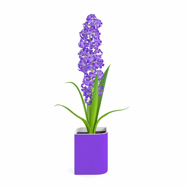 Ozdobny Kwiat Hiacyntu Roślin Posadzonych Fioletowy Garnek Ceramiczny Białym Tle — Zdjęcie stockowe