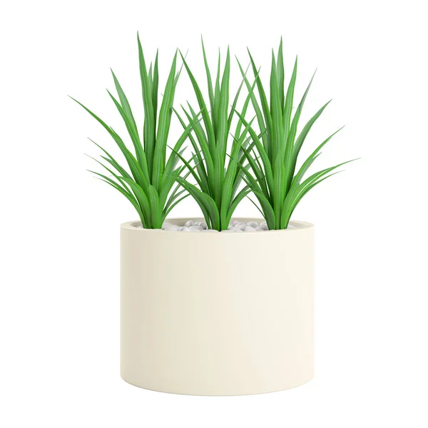 Decorative Palm Plant Planted White Ceramic Pot Isolated White Background — Stock Photo, Image