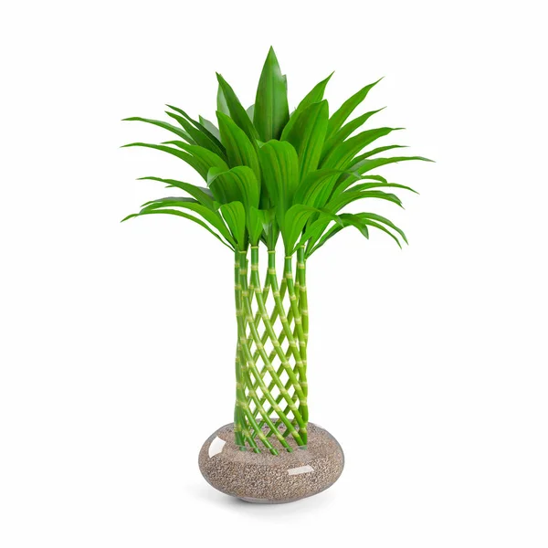 Planta Bambu Decorativa Plantada Vaso Vidro Transparente Isolado Fundo Branco — Fotografia de Stock