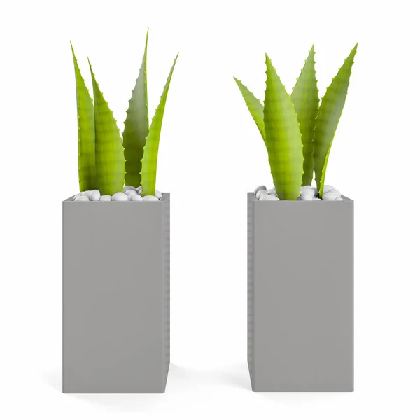 Dekorativa Aloe Planterade Kruka Isolerad Vit Bakgrund Rendering Illustration — Stockfoto