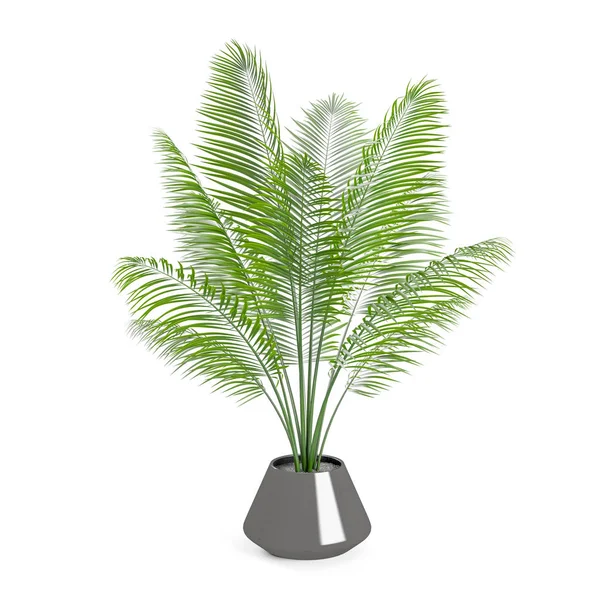 Decorative Palm Tree Planted Gray Ceramic Pot Isolated White Background — Stock Photo, Image