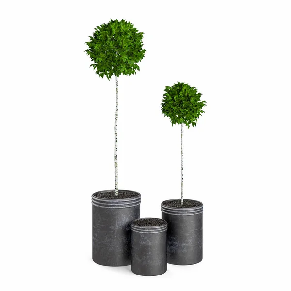 Dekoratív Puszpáng Fát Ültetett Fekete Metál Pot Elszigetelt Fehér Background — Stock Fotó