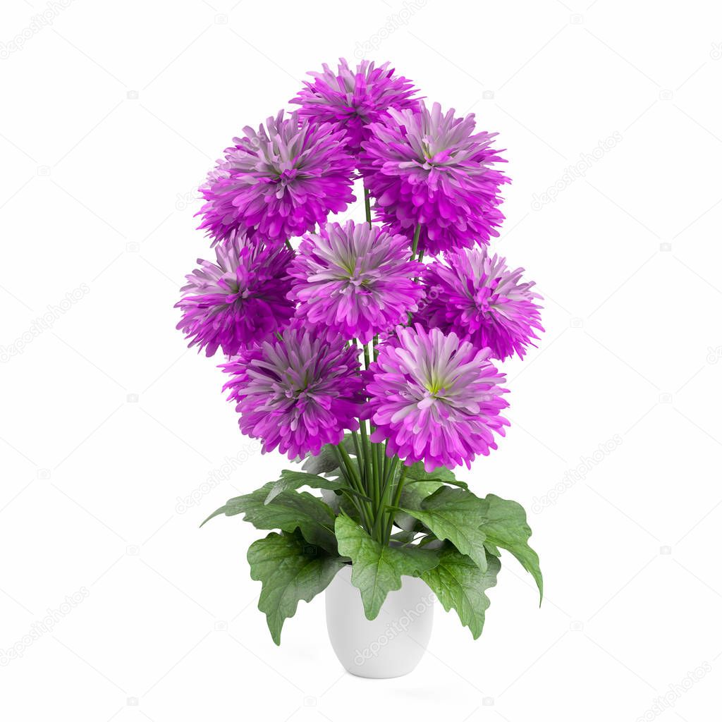 Bouquet of chrysanthemums flowers planted white ceramic pot isolated on white background. 3D Rendering, Illustration.