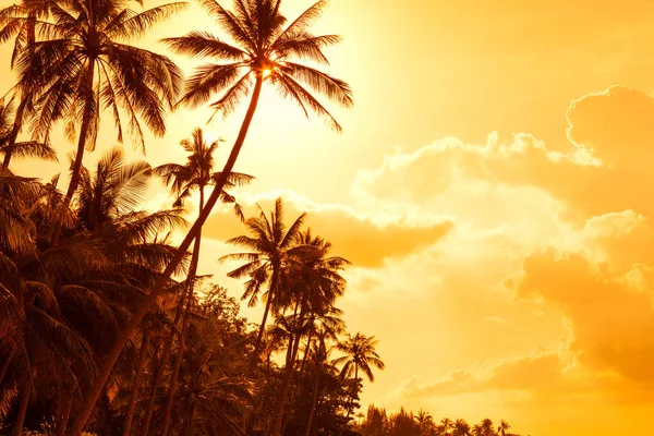 Tropical palm trees at sunset — Stock Photo, Image