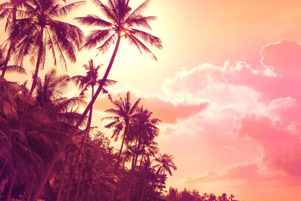 Tropische palmbomen bij zonsondergang — Stockfoto