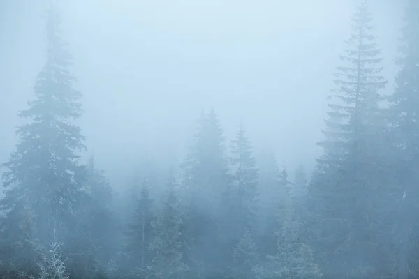 Verschneiter Nebelwald in den Bergen — Stockfoto