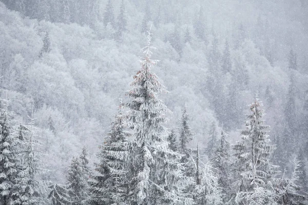 Floresta coberta de neve nas montanhas — Fotografia de Stock