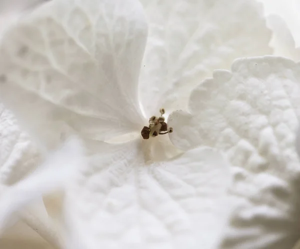 Белый макро гортензия, крупный план цветка . — стоковое фото