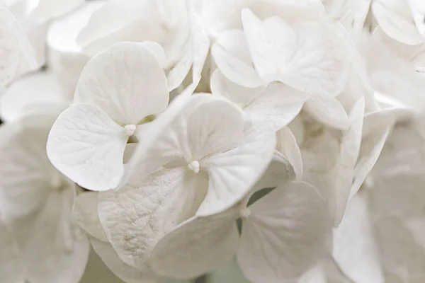 Белая гирея, крупный план цветка . — стоковое фото