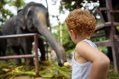 little boy feeds an elephant in thailand