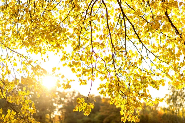 Outono dourado natureza ao pôr do sol — Fotografia de Stock