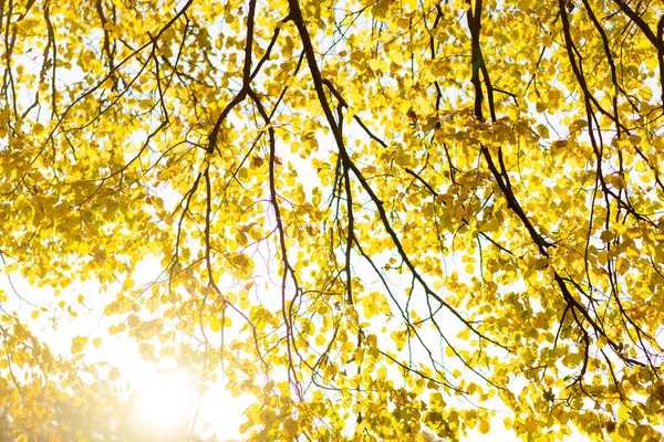 Outono dourado natureza ao pôr do sol — Fotografia de Stock