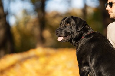 Güneş gözlüklü adam güz parkında köpeğine sarılıyor.