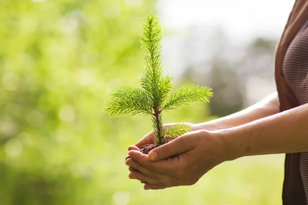 Mediu Ziua Pământului Mâinile Copacilor Care Cresc Răsaduri Bokeh Verde — Fotografie, imagine de stoc