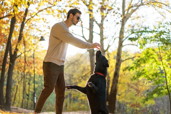 Man Zonnebril Knuffelt Zijn Hond Herfst Park — Stockfoto