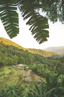Tayland dağlarında günbatımında tropik yapraklar