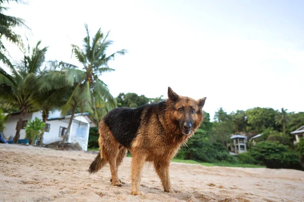 ยงแกะบนชายหาดในต นปาล มเขตร — ภาพถ่ายสต็อก