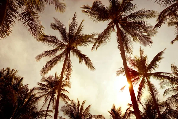 Tropical Palm Trees Sunset Thailand — Stock Photo, Image
