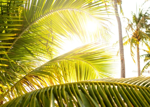 Tayland Gün Batımında Tropik Palmiye Ağaçları — Stok fotoğraf