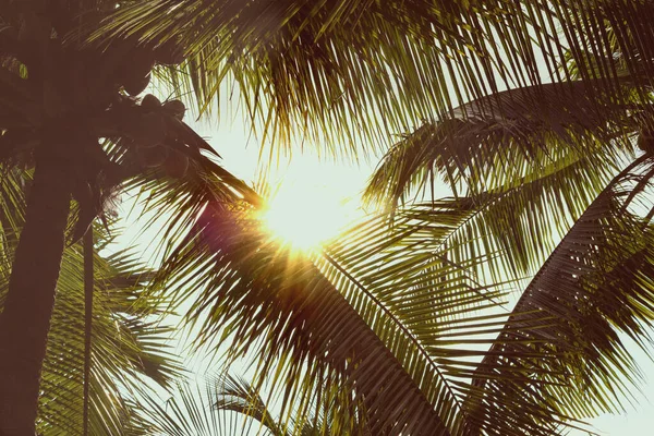Пальмовые Листья Заходящем Солнце — стоковое фото