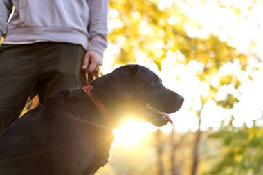 Sonbahar güneşli parkında köpeği Labrador 'lu adam.