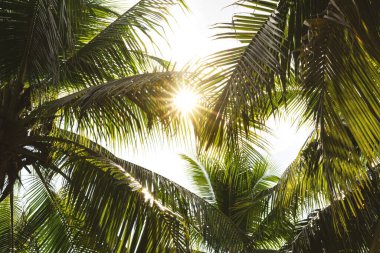 Günbatımında gün ışığında tropikal yapraklar