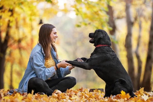 Chica Con Perro Labrador Otoño Soleado Parque —  Fotos de Stock