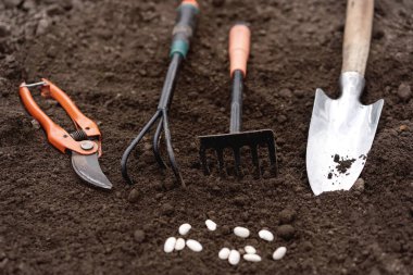 Bahçıvanlık aletleri verimli toprak dokusu arka planında yukarıdan görünüyor, yukarıdan. Bahçıvanlık ya da ekme konsepti. Evde ekiyorum. Fasulye tohumları.