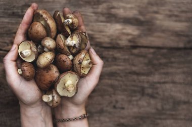 Mantar Suillus, tahta zemini ele geçirdi. Bahar mantarı. Suillus Edulis, Tahta Karanlık Arkaplan üzerinde, ahşap kırsal masaya yakın. Lezzetli organik mantar pişiriyorum. Gurme yemekleri.